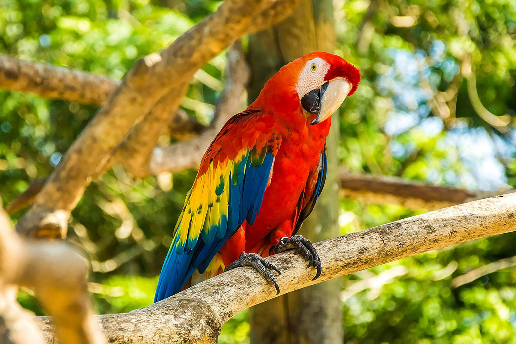Runt Cartagena ser du mängder av färgglada fåglar