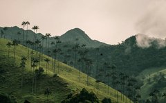 Dagsvandring i Valle de Cocora