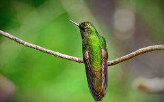 Resa Colombia kolibri cocora valley