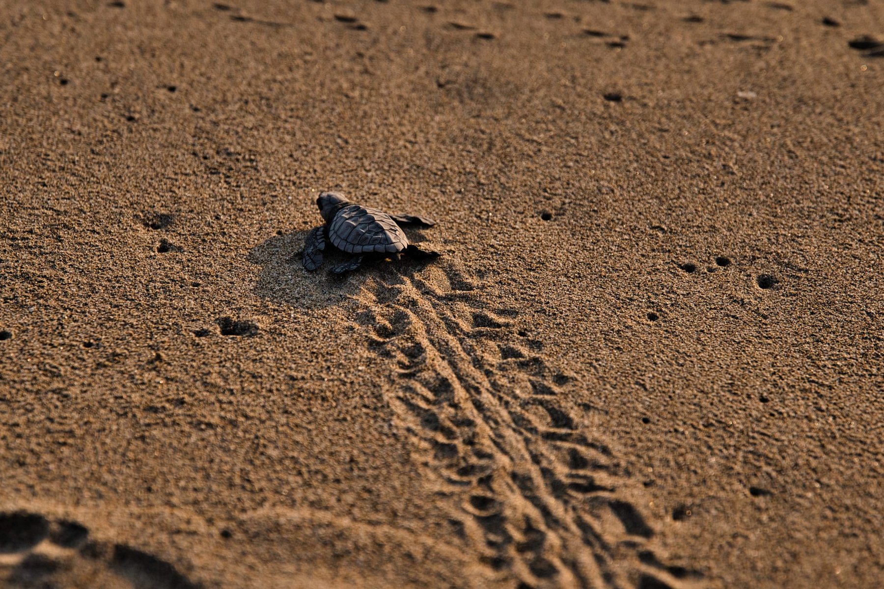 Havssköldpadda på väg mot vattnet