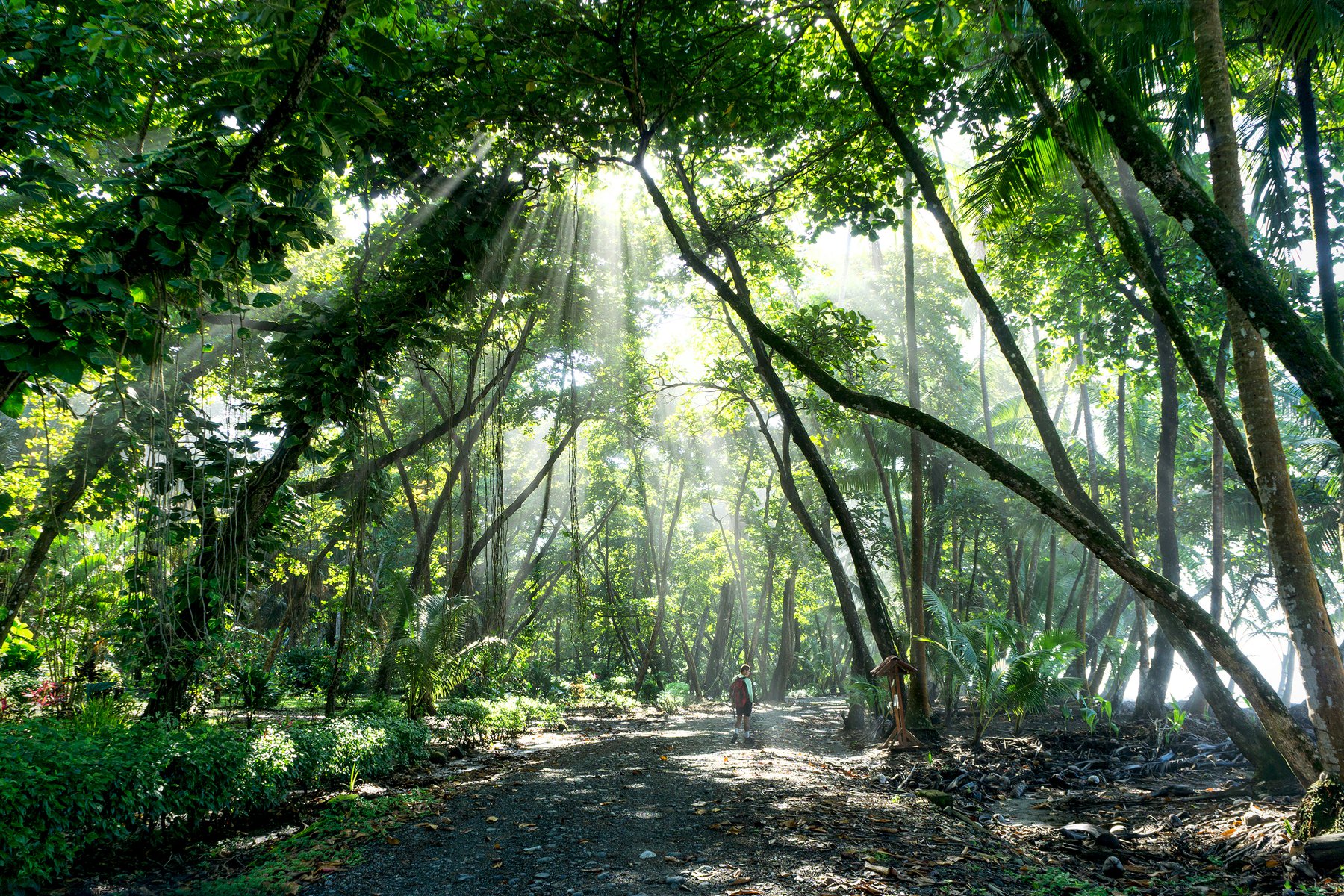 Du utforskar Osahalvön och nationalparken Corcovado