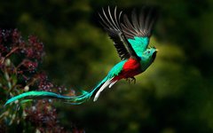 Du spanar efter den enastående fågeln Quetzal