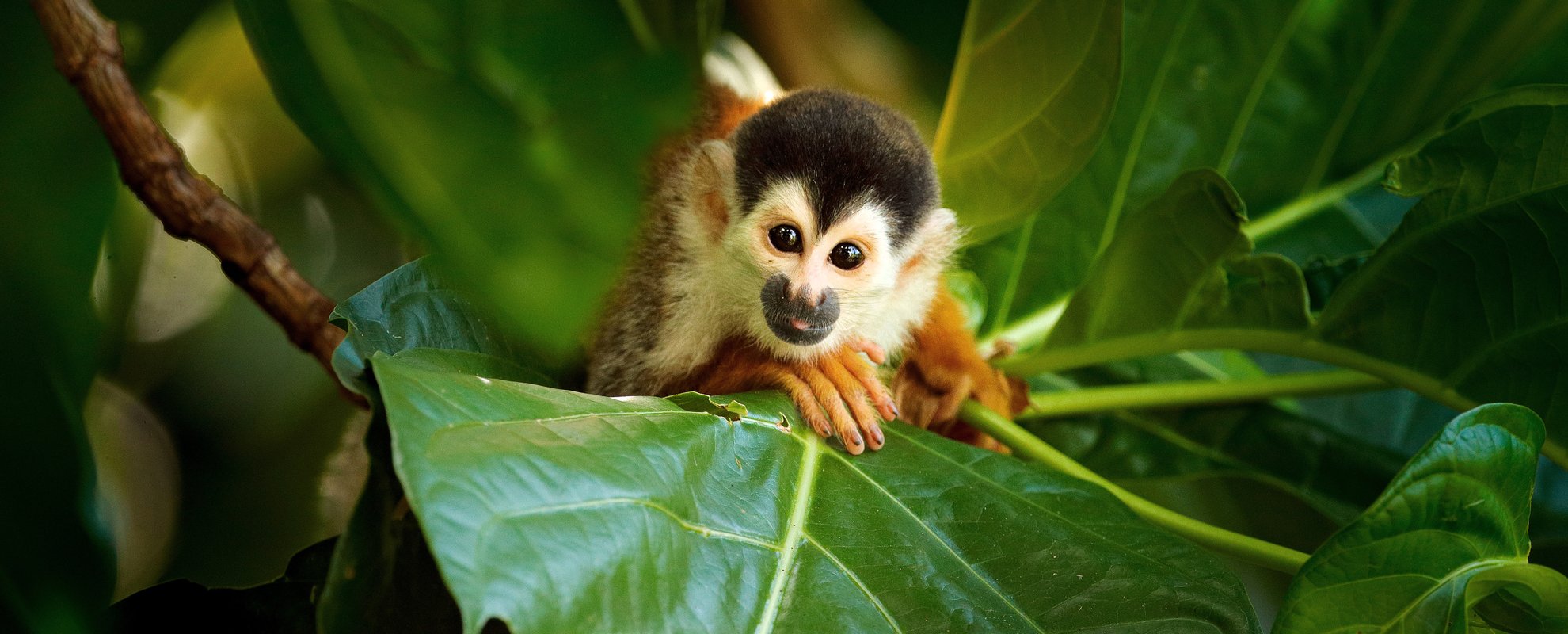Under resan stöter du garanterat på dödskalleapan