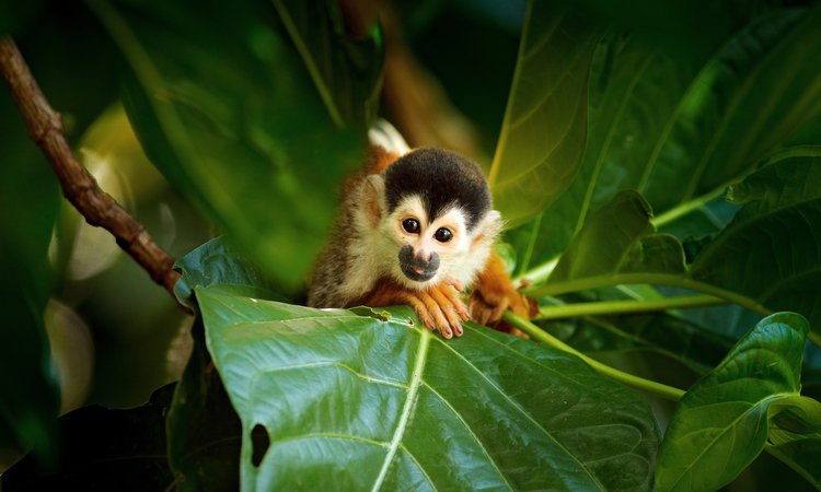 Under resan stöter du garanterat på dödskalleapan