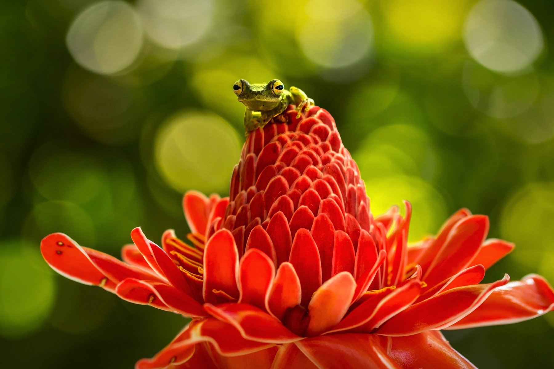 En fotogenisk groda i Costa Rica