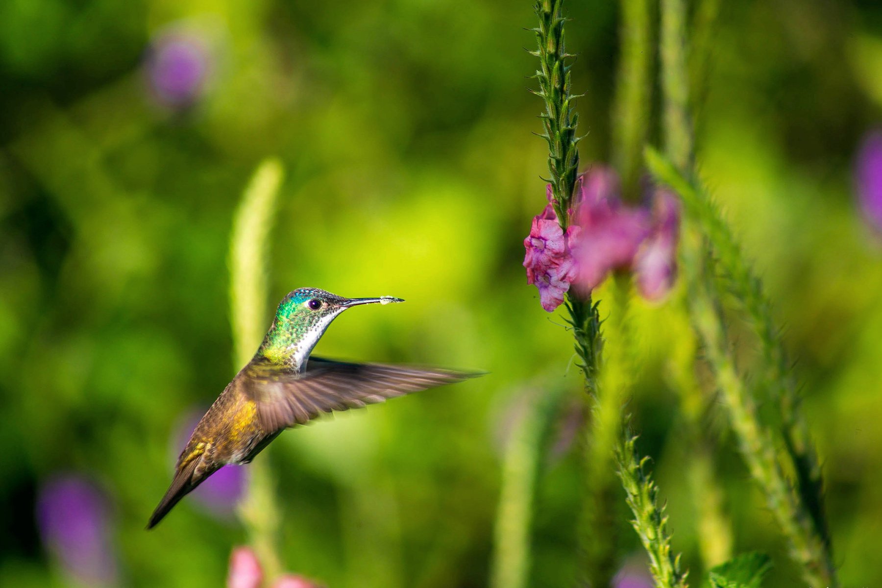 Kolibri i Miraflor