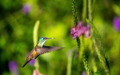 Kolibri i Miraflor