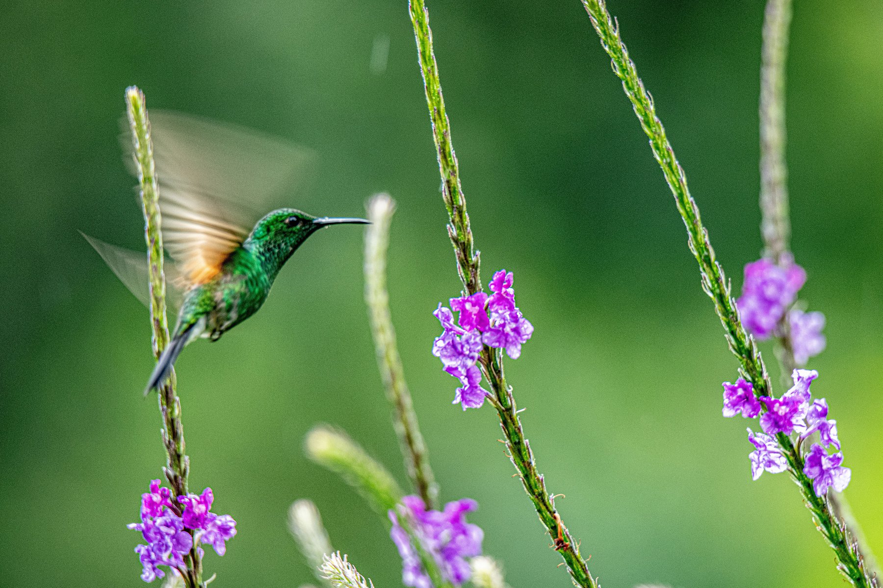 Resa Costa Rica kolibrie.jpg