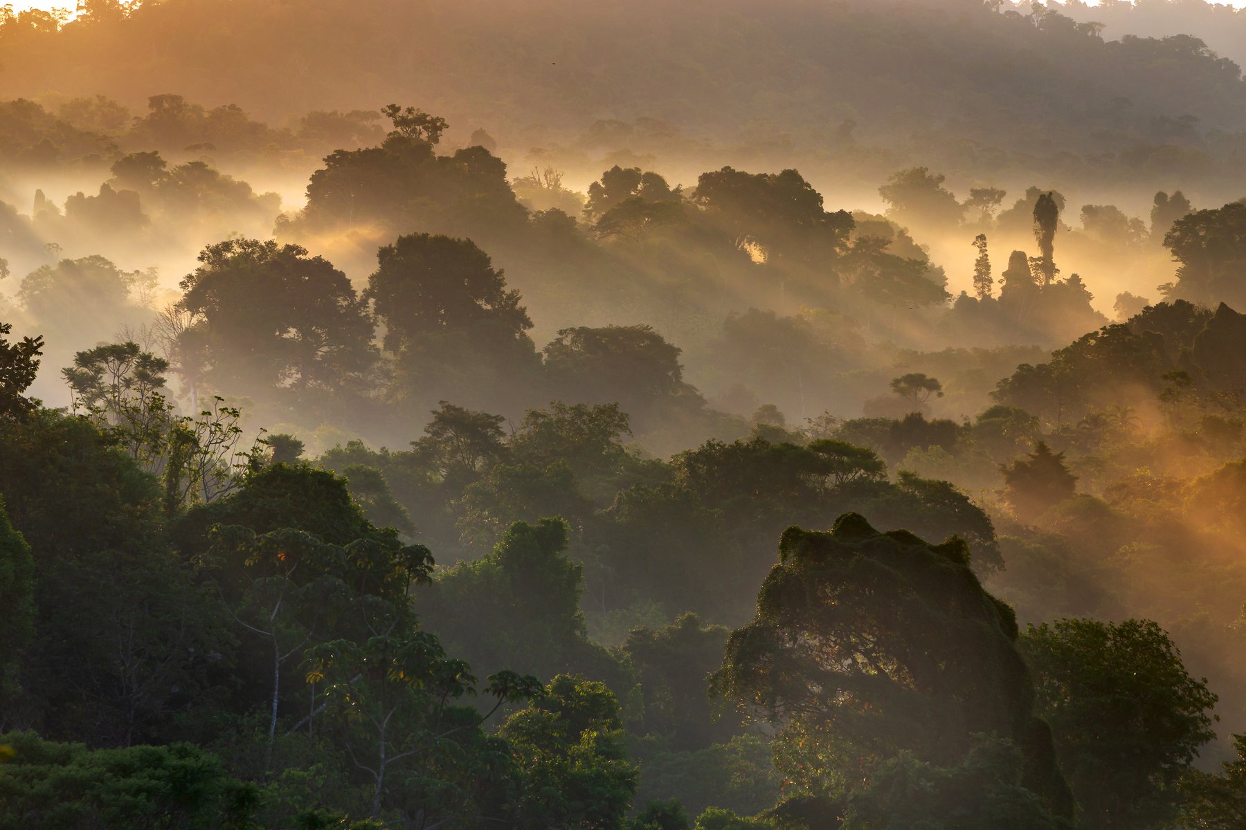 Costa Rica har stora mängder bevarad regnskog