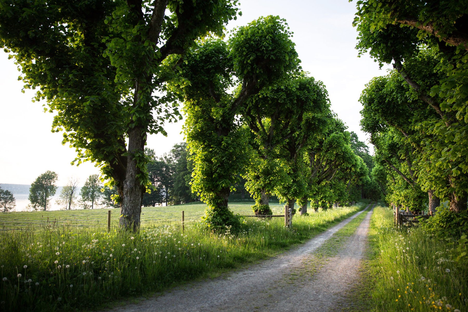 Du cyklar på vackra vägar längs med Dalslands kanal