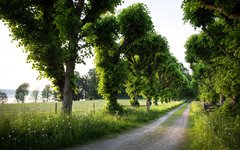 Du cyklar på vackra vägar längs med Dalslands kanal