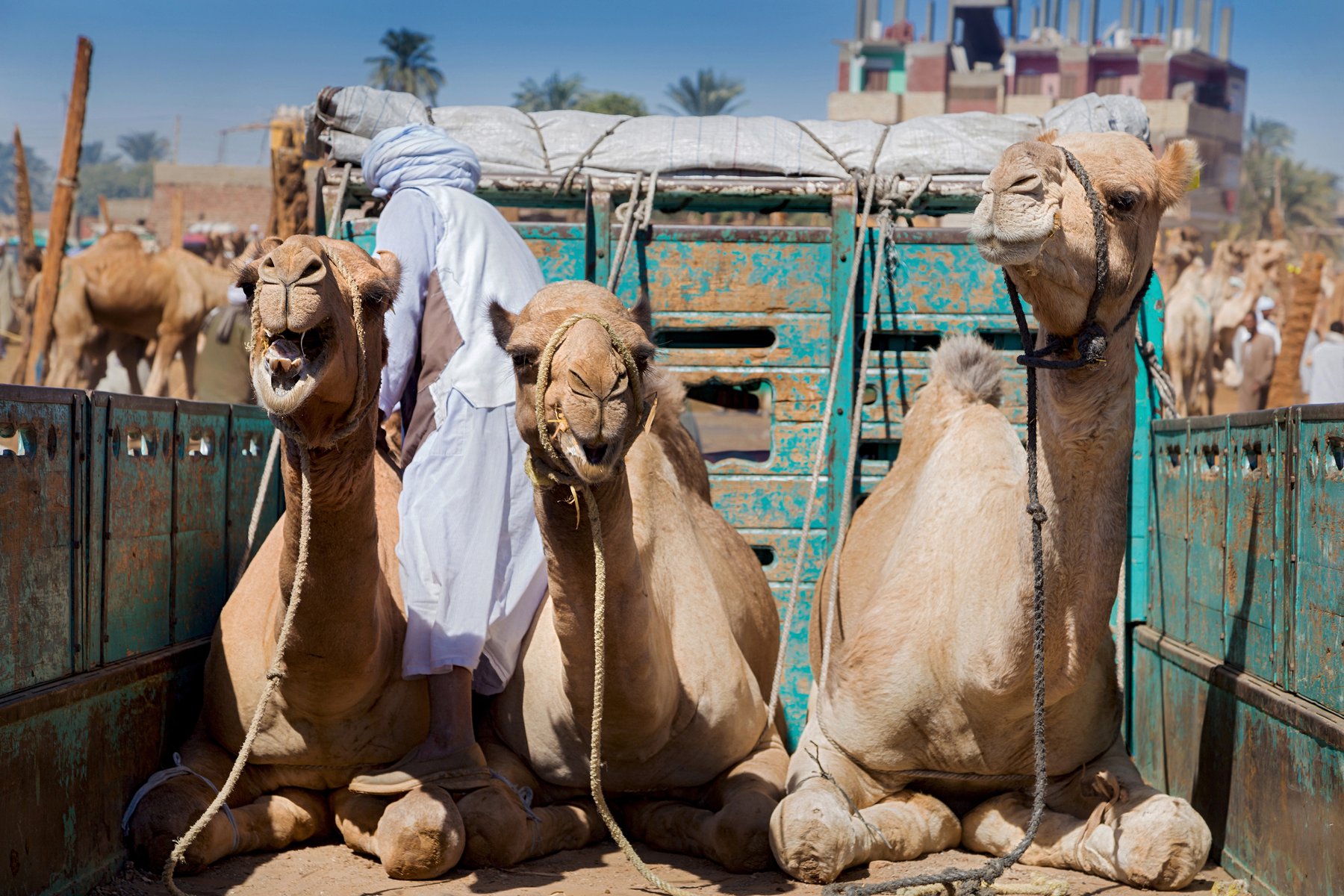 Du besöker en fantastisk kamelmarknad i Daraw