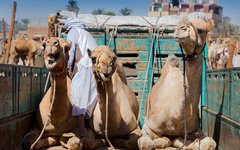 Du besöker en fantastisk kamlemarknad i Daraw