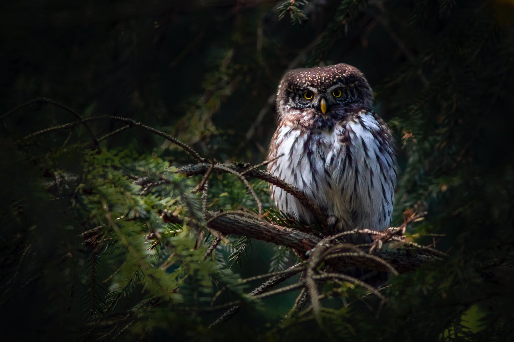 Naturen och djurlivet i Lahemaa nationalpark är fascinerande