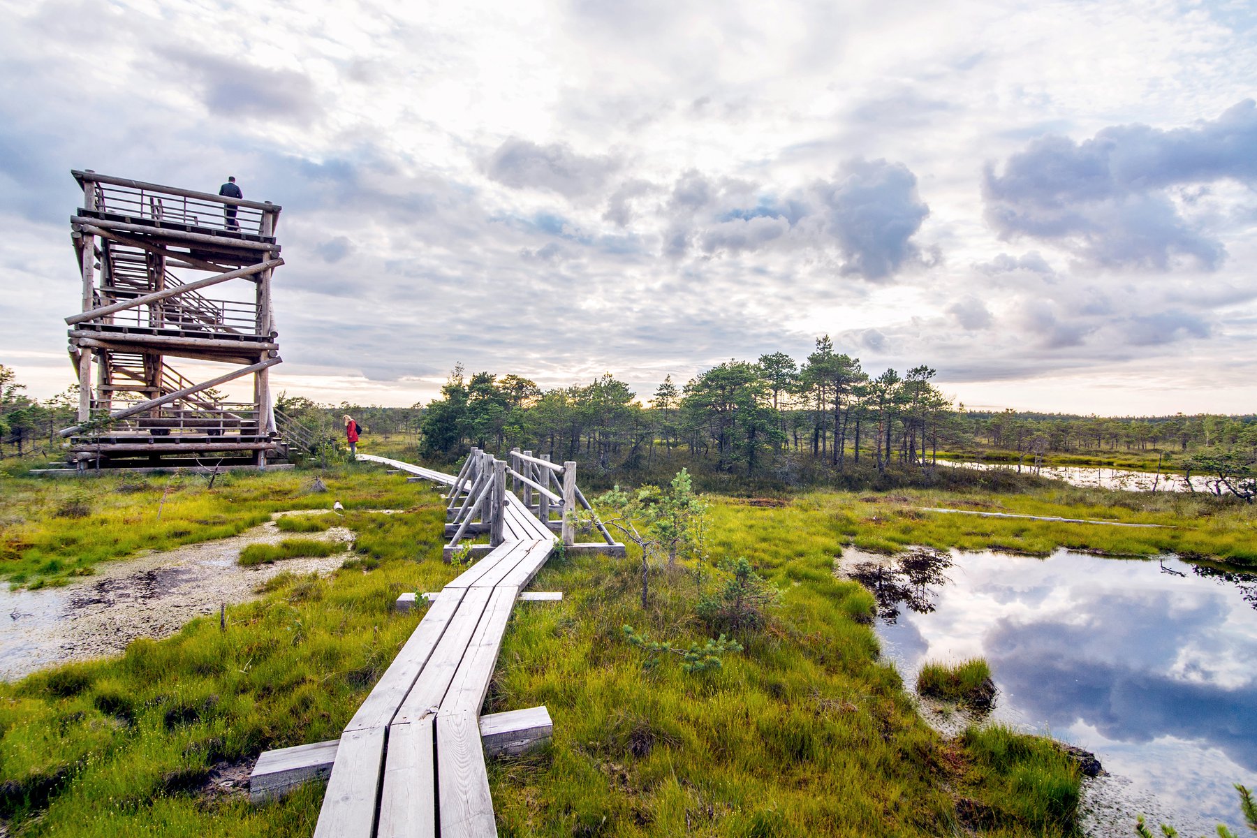 Våtmarken Viru Bog med sina slingrande gångbroar