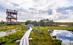 Våtmarken Viru Bog med sina slingrande gångbroar