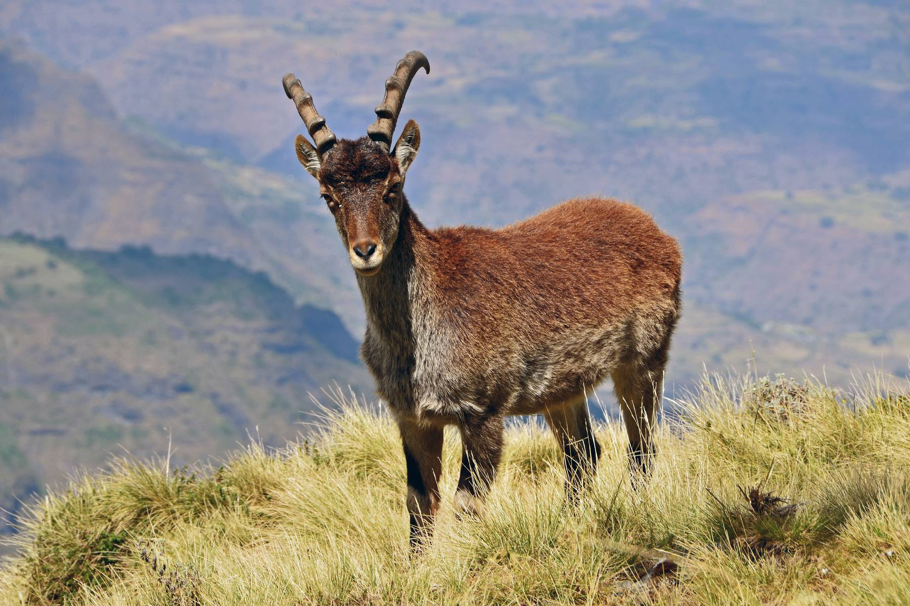 Har du tur ser du en Walia Ibex