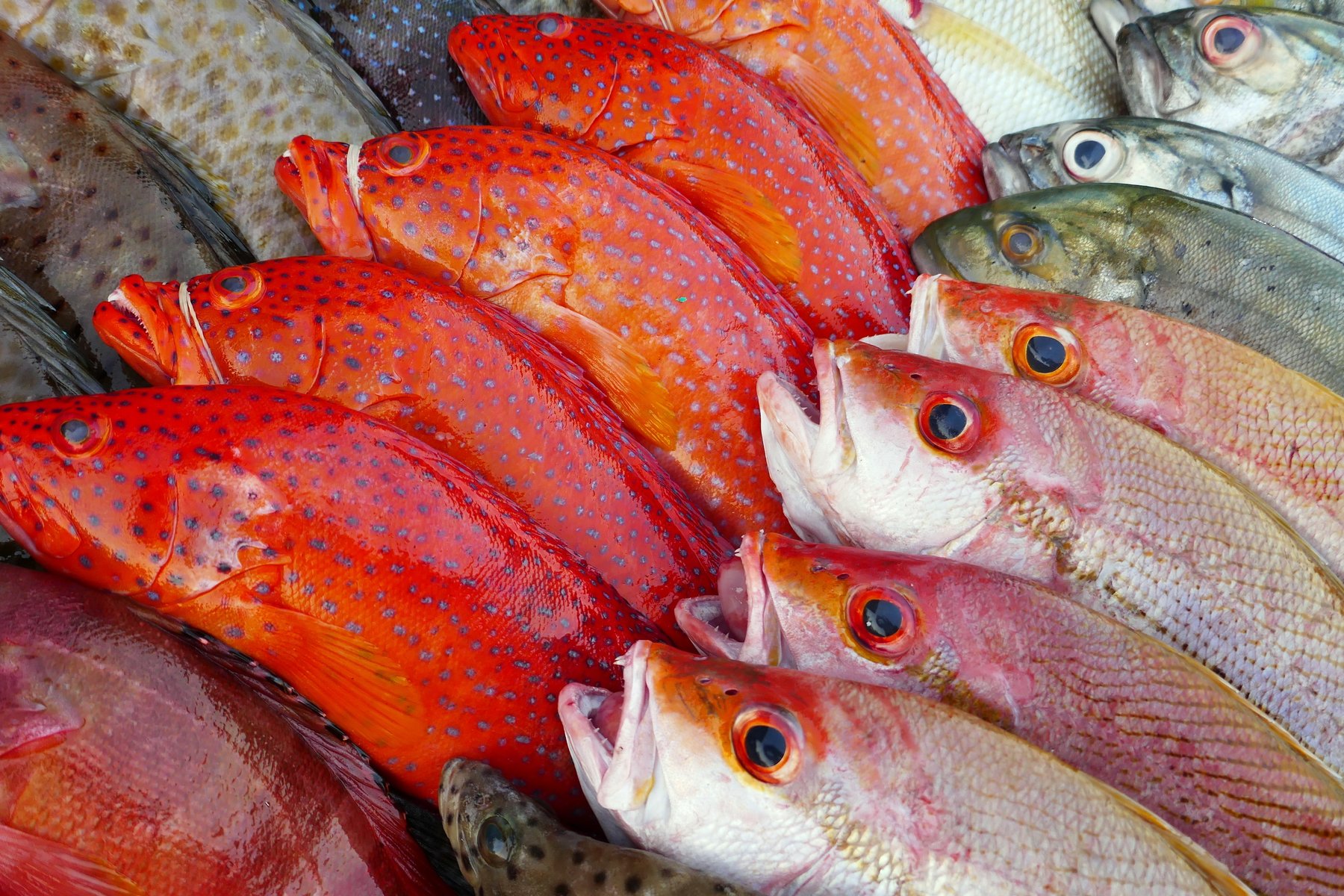 Du besöker fiskmarknaden i Labuan Bajo