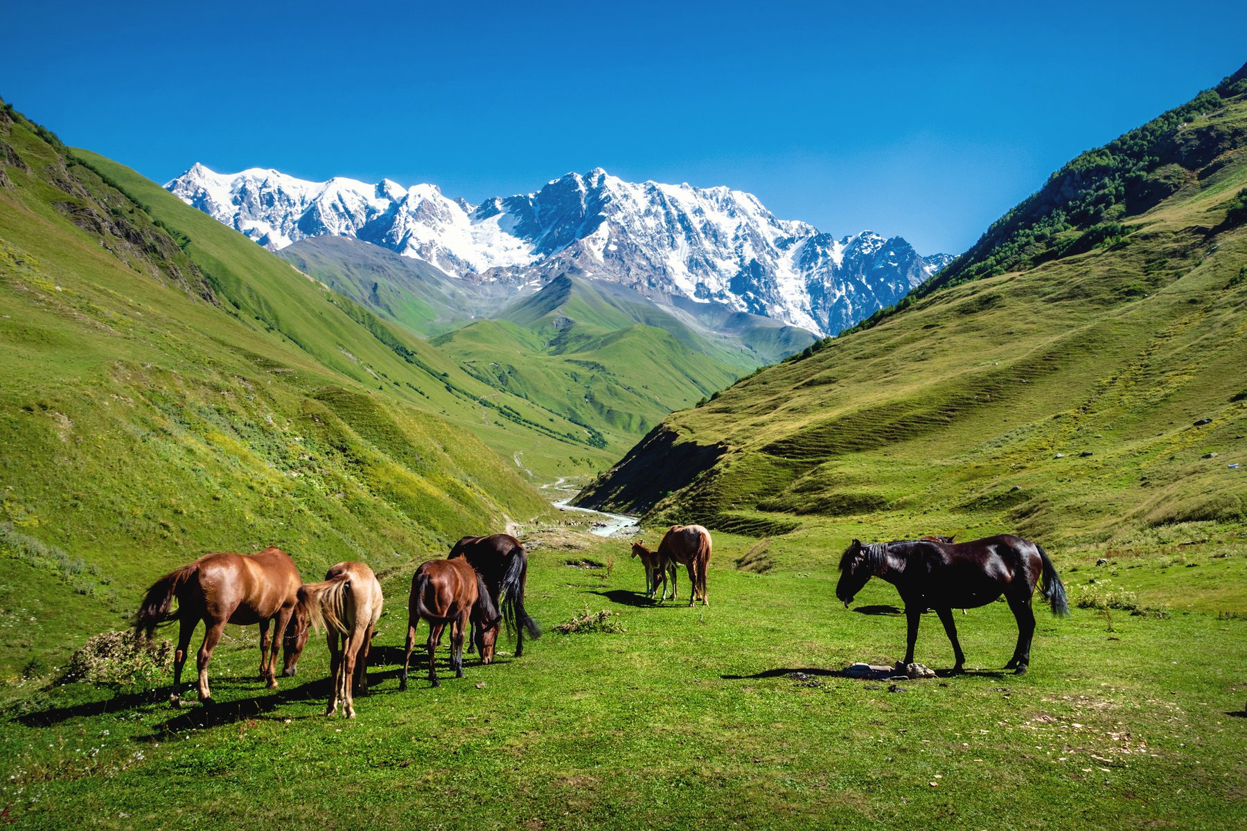 Du gör ett par lättare vandringar i det bedårande området Svaneti