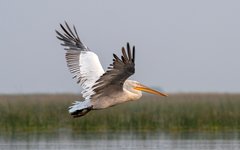 Resa Grekland Krushuvade pelikanen Prespa