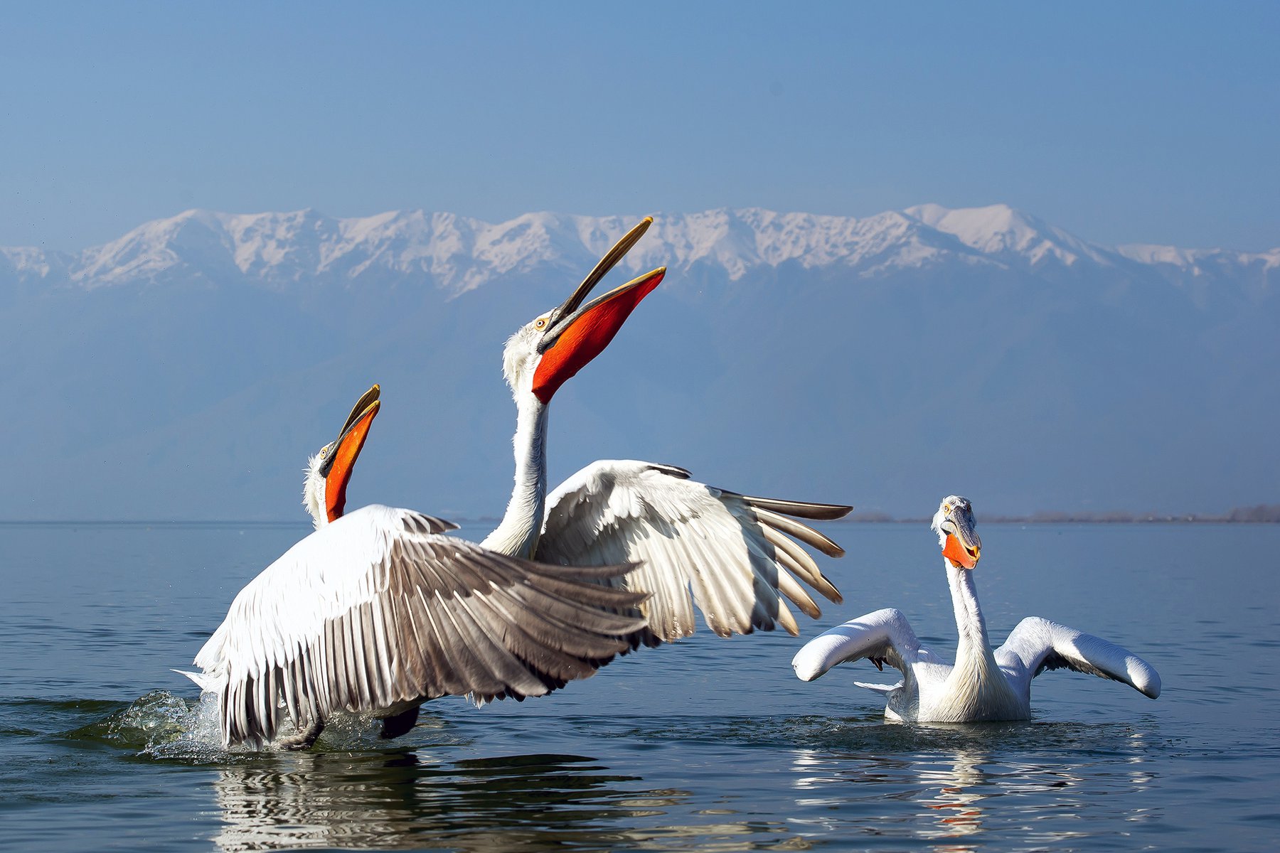 Du ser krushuvade pelikaner på Kerkinisjön