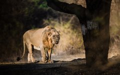 Resa Gujarat asiatiska lejonet