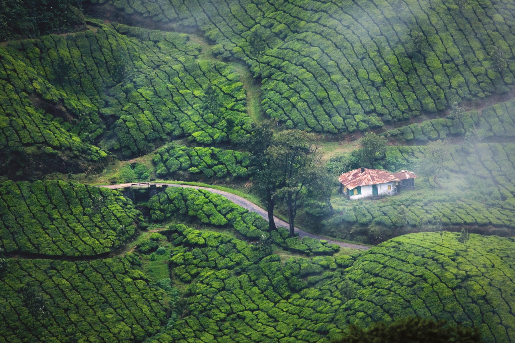 Böljande landskap vid Munnar