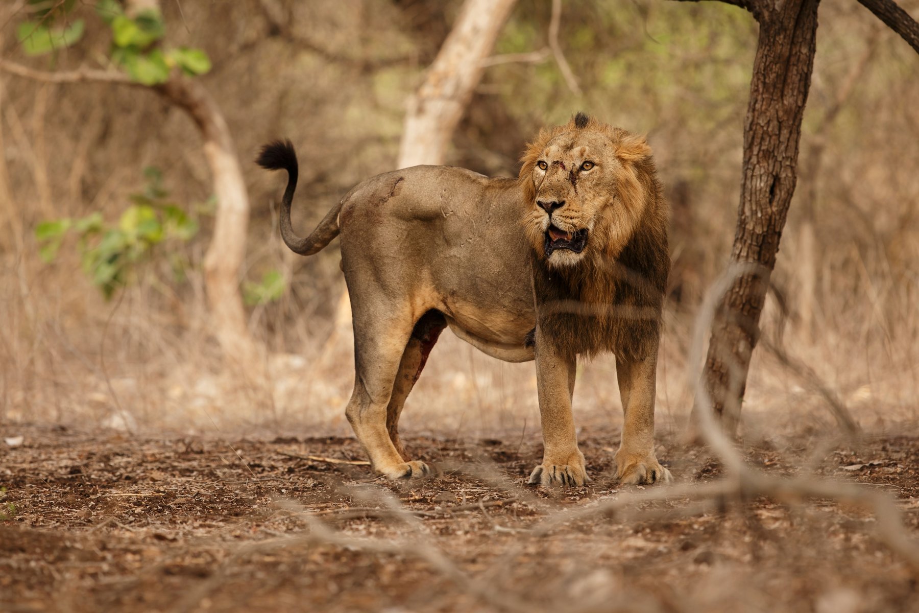 Det asiatiska lejonet i Gir är utrotningshotat