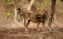 Det asiatiska lejonet i Gir är utrotningshotat