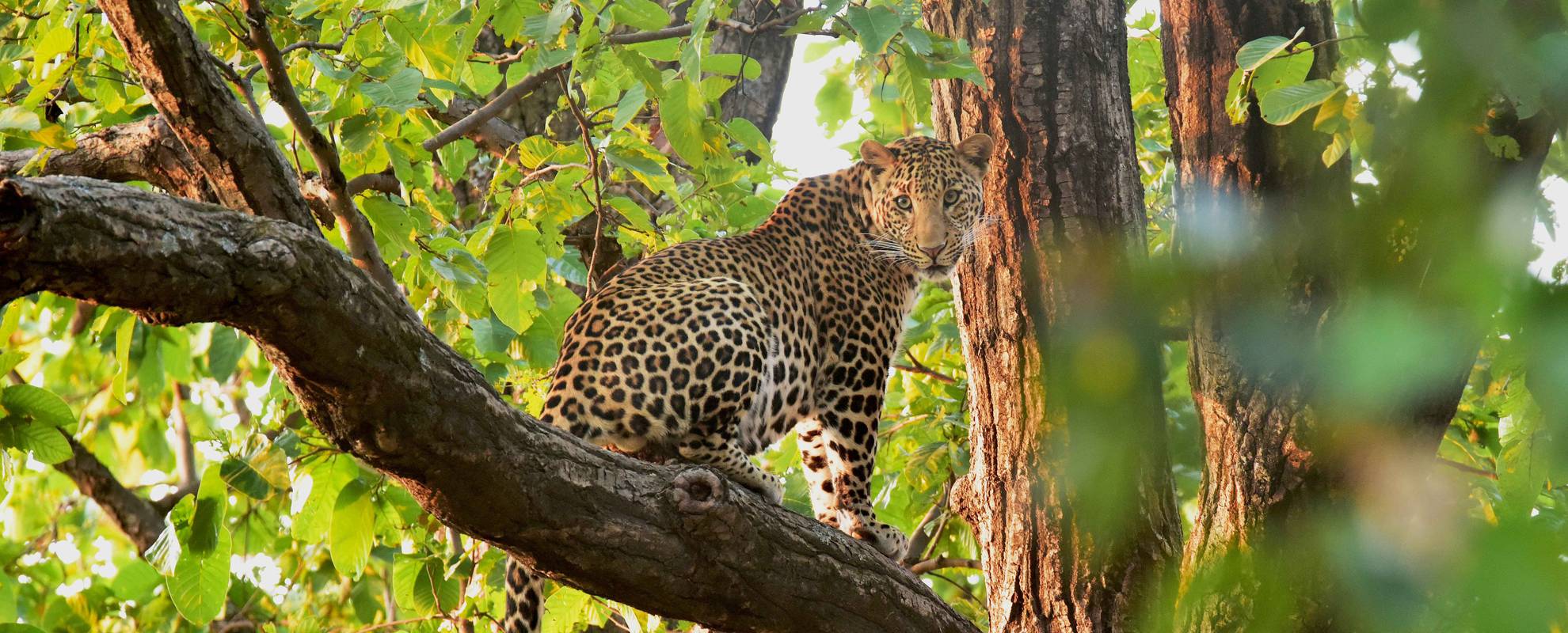 I nationalparken Bhandavgarh har du stor chans att se tiger och leopard