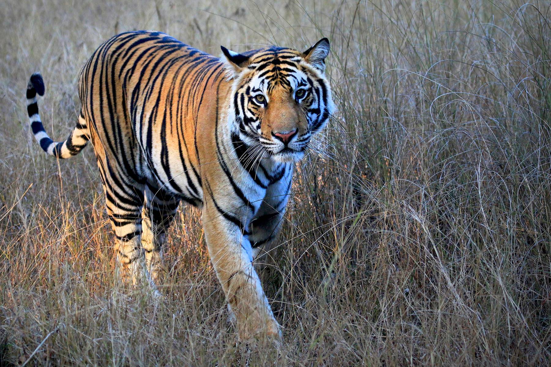 Räkna med att se tiger i Bandhavgarh