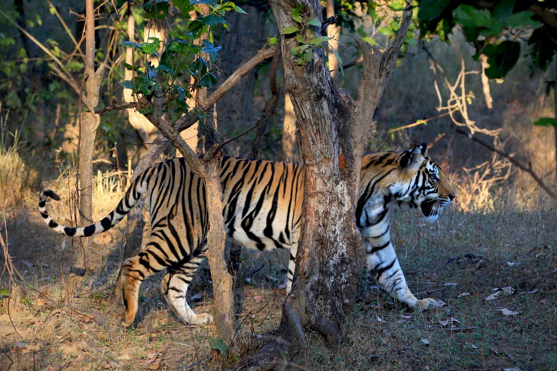 Väldigt stor chans att se tiger i Bandhavgarh