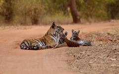Chansen att se tiger är mycket god i Bhandavgarh