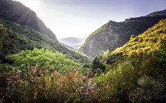 Du vandrar i naturreservatet Ajloun