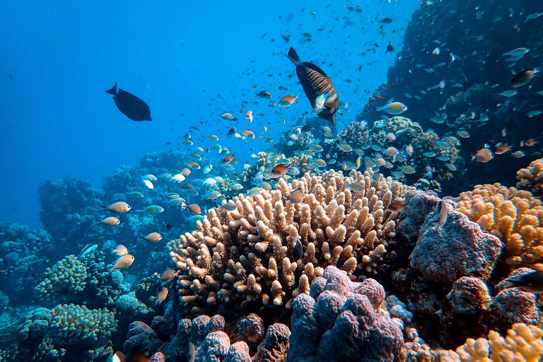 Fantastisk snorkling vid korallrev i Röda havet