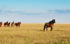 Den oändliga stäppen i Kazakstan