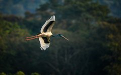 Har du tur ser du den svarthalsade storken i Kaziranga