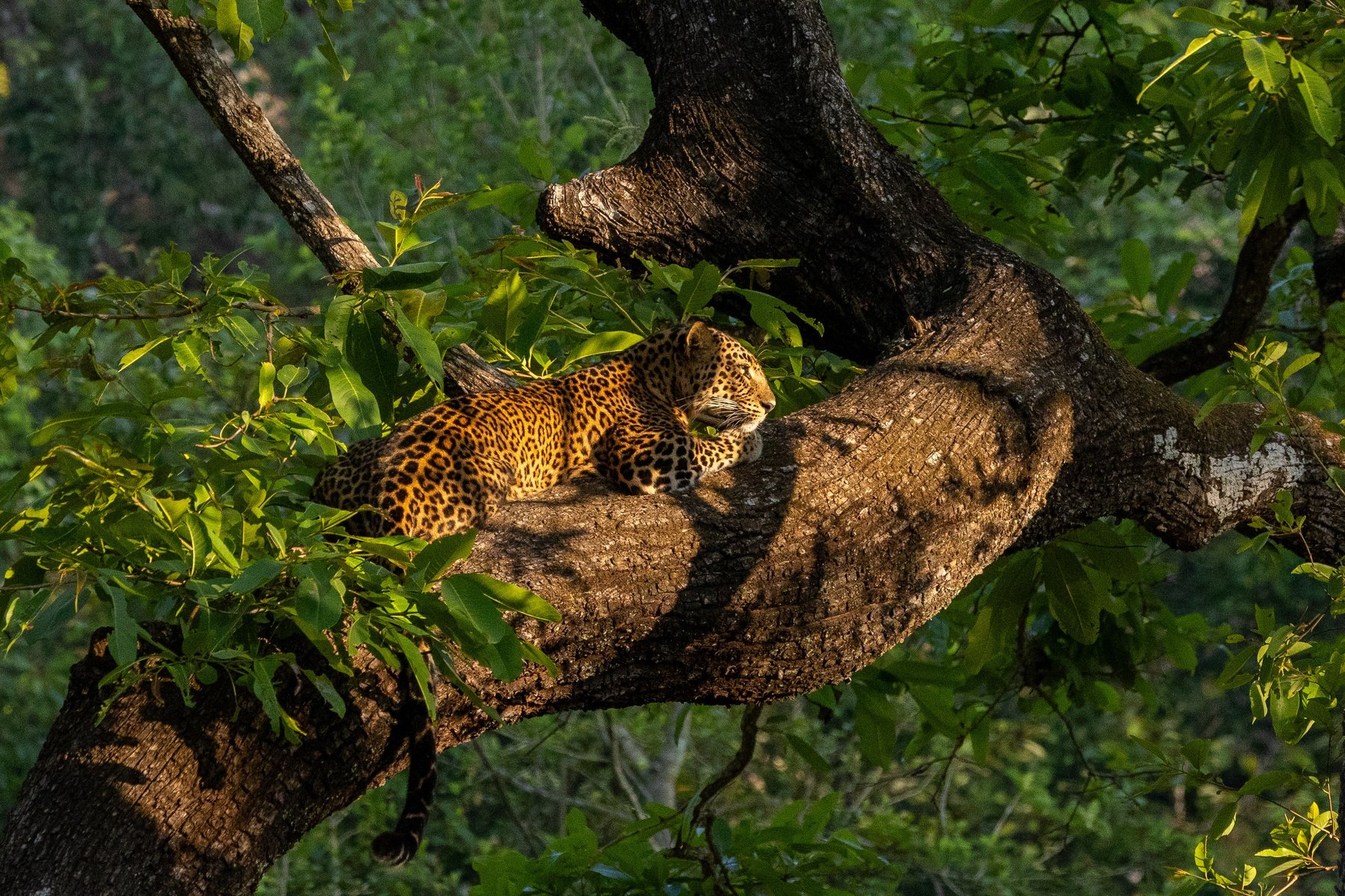 Med lite tur får du se en leopard i Parambikulam