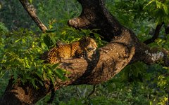 Med lite tur får du se en leopard i Parambikulam