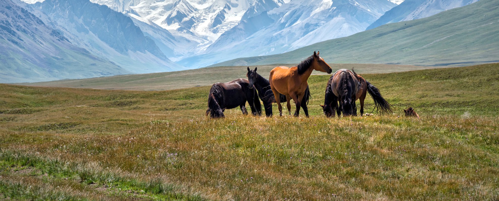 Resa Kirgizistan Issyk Kul