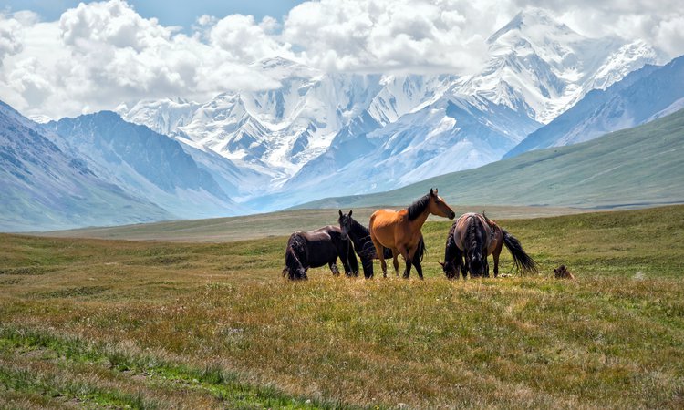 Resa Kirgizistan Issyk Kul