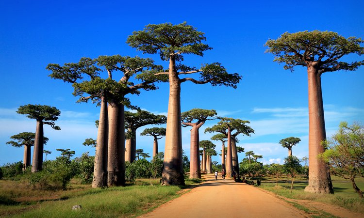 De mäktiga baobabträden