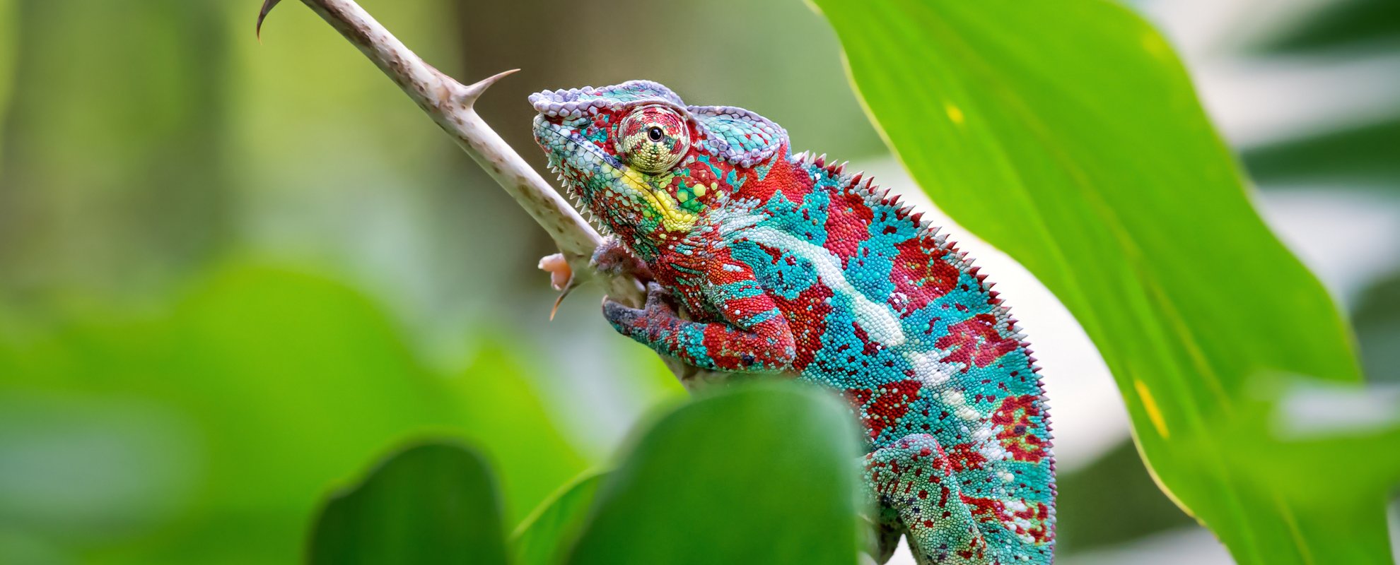 Resa Madagaskar kameleont