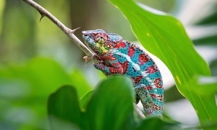 Resa Madagaskar kameleont