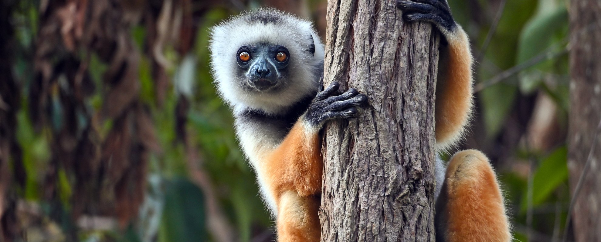 Sifakor är en typ av lemur som framförallt lever på västra Madagaskar
