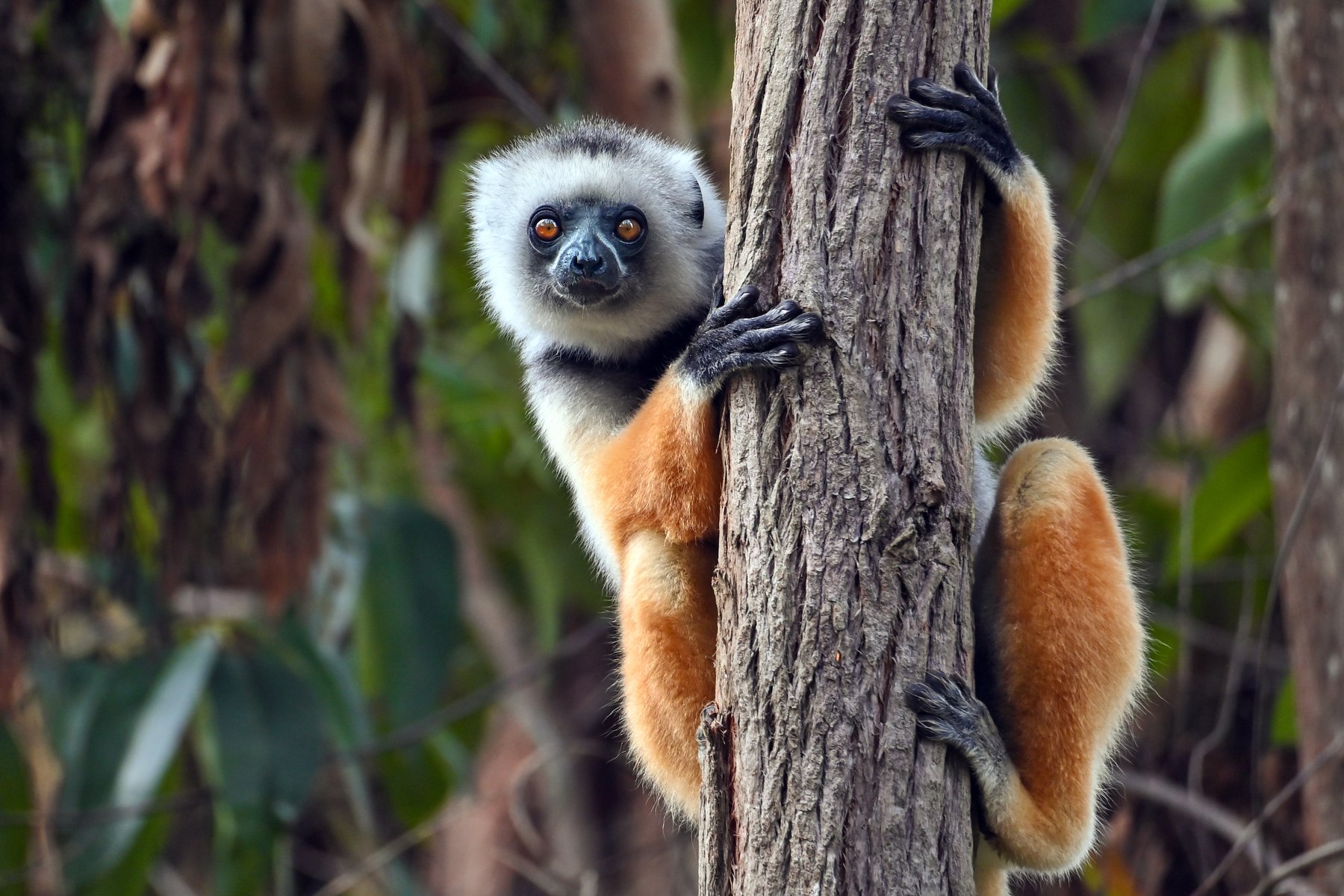 Sifakor är en typ av lemur som framförallt lever på västra Madagaskar