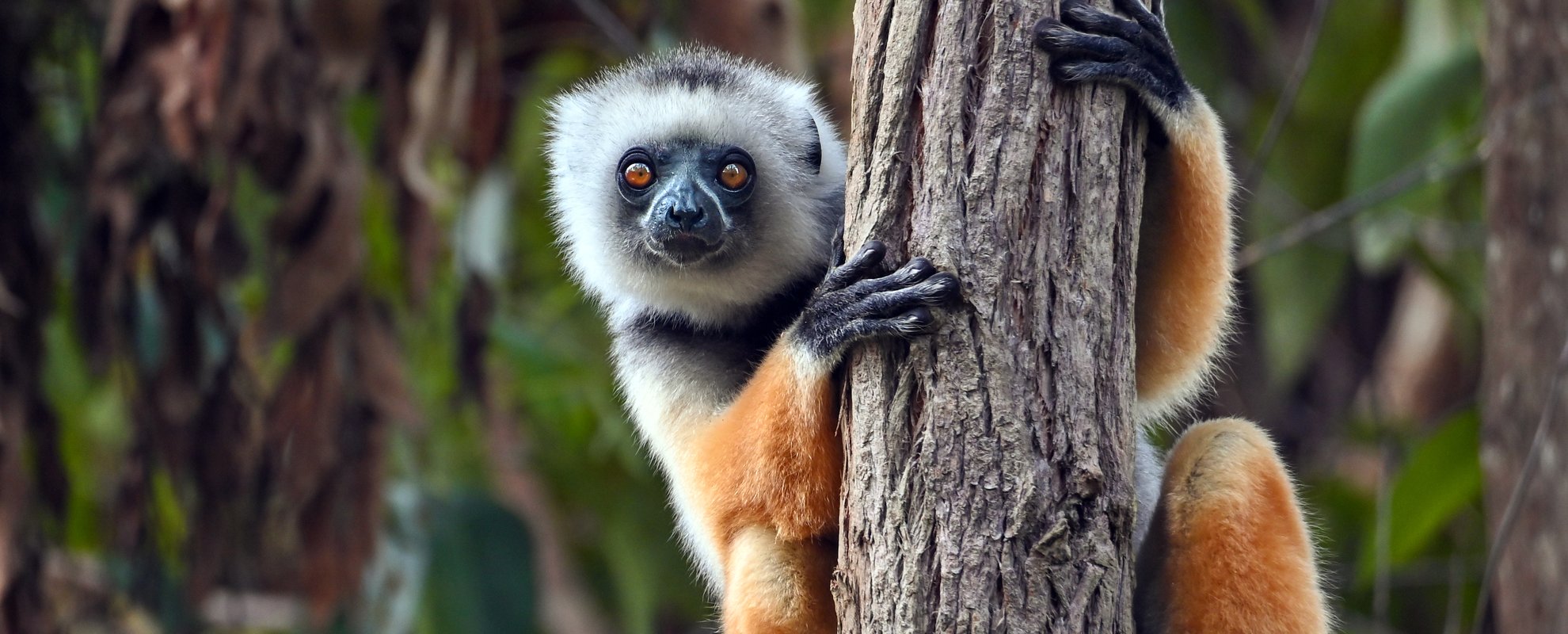 Sifakor är en typ av lemur som framförallt lever på västra Madagaskar