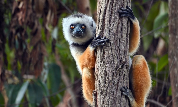 Sifakor är en typ av lemur som framförallt lever på västra Madagaskar
