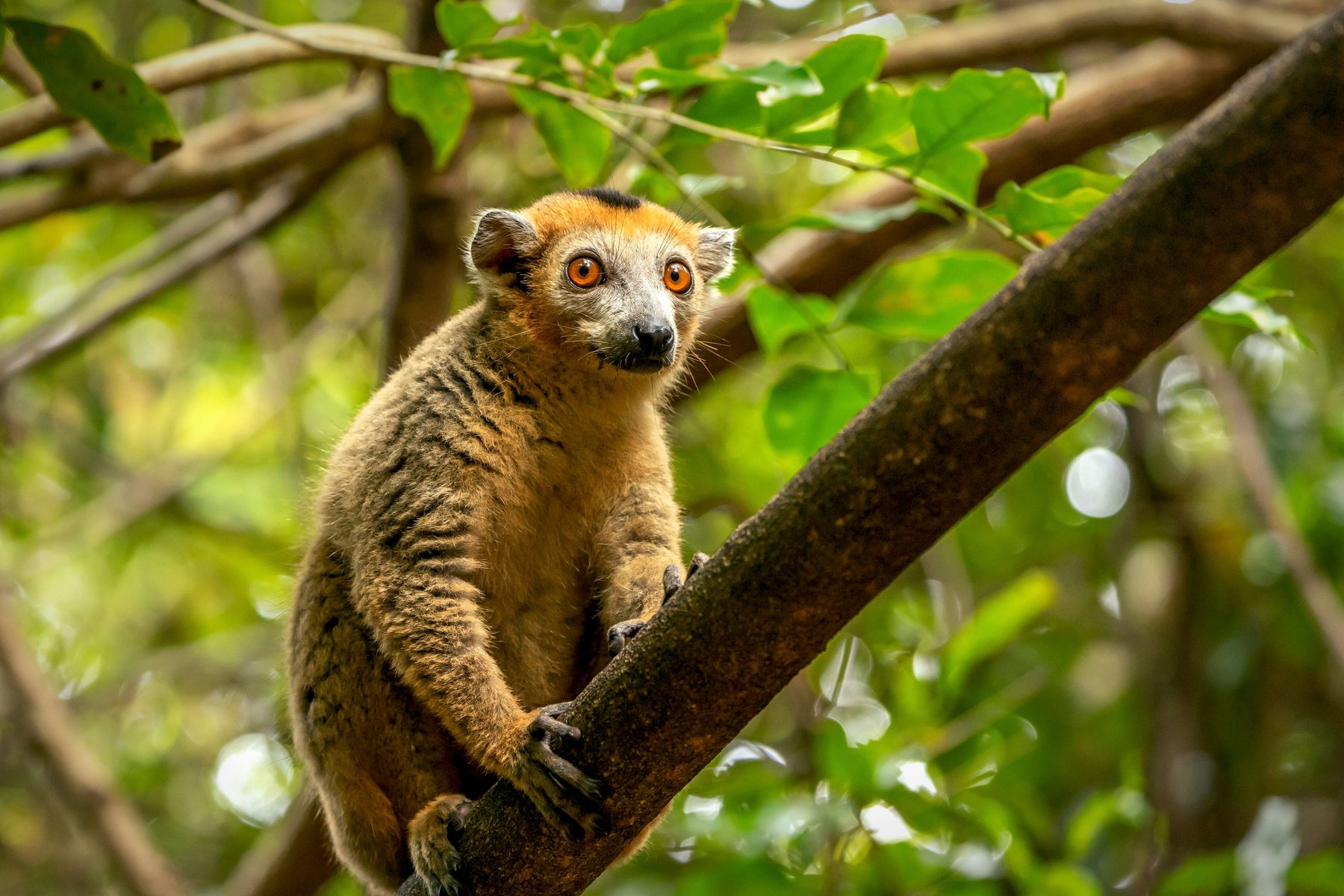 Fantastiska lemurer finns i överflöd