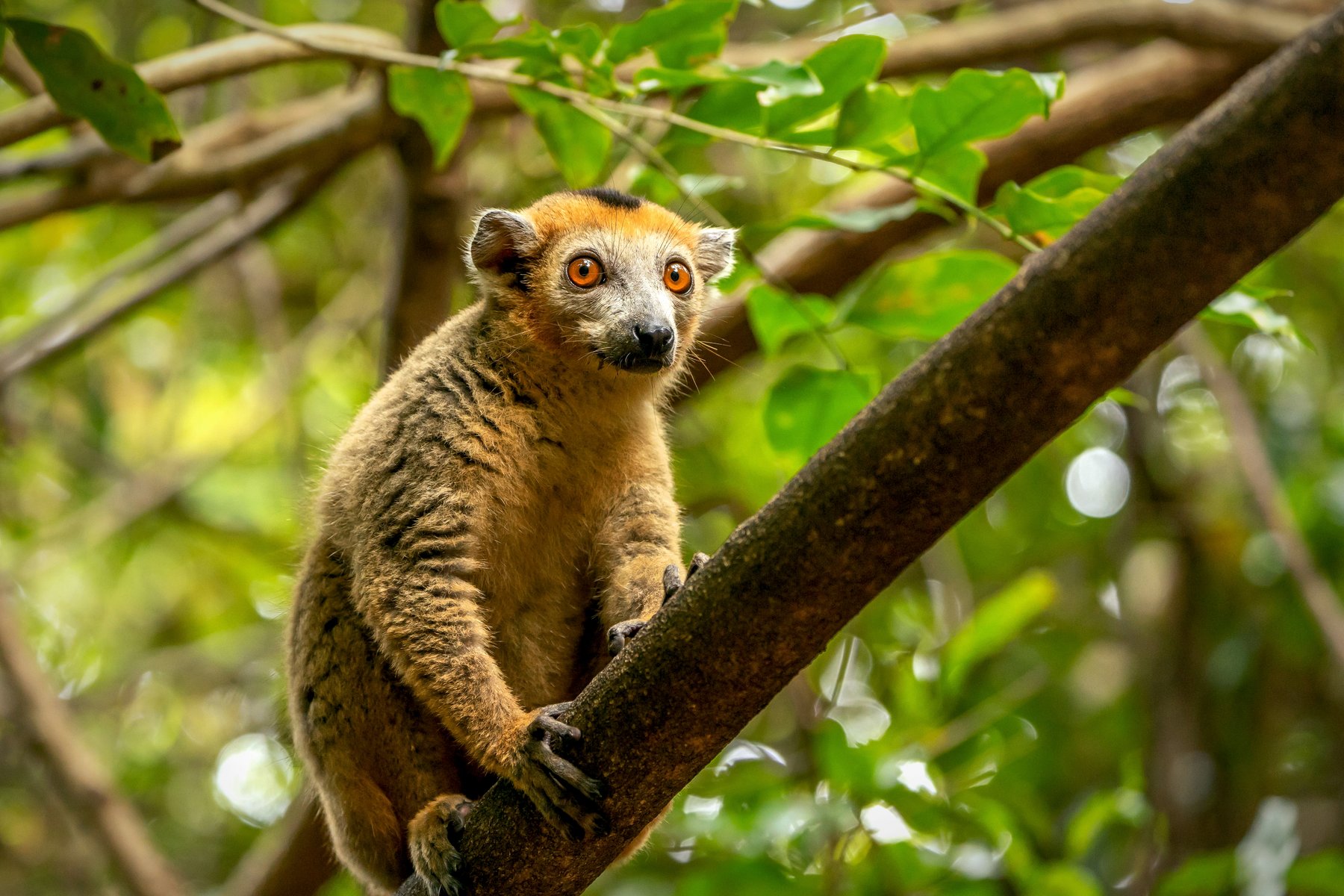 Du ser flera olika sorters lemurer under resan i Madagaskar